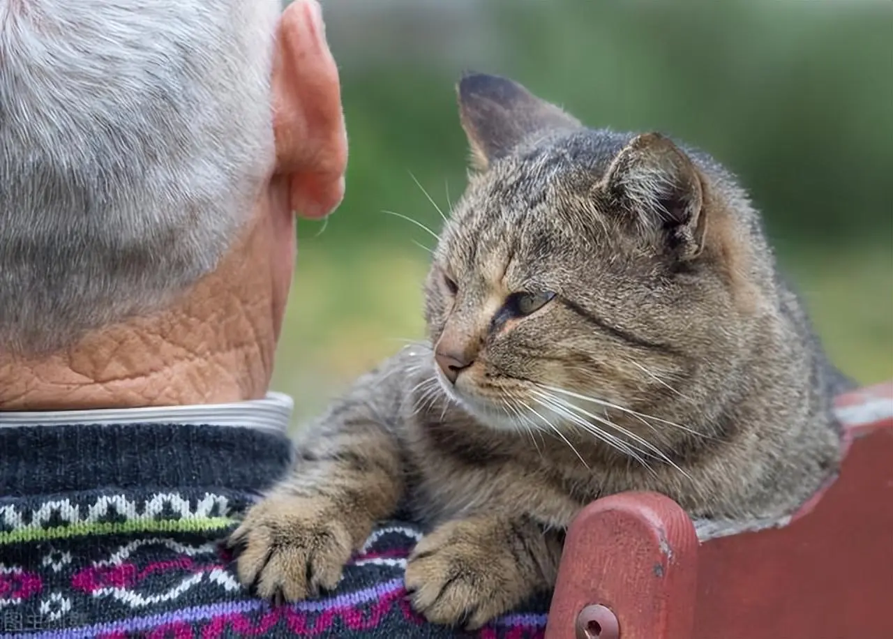 猫咪也会逐渐变老，出现这5个症状，说明它在慢慢变老！
