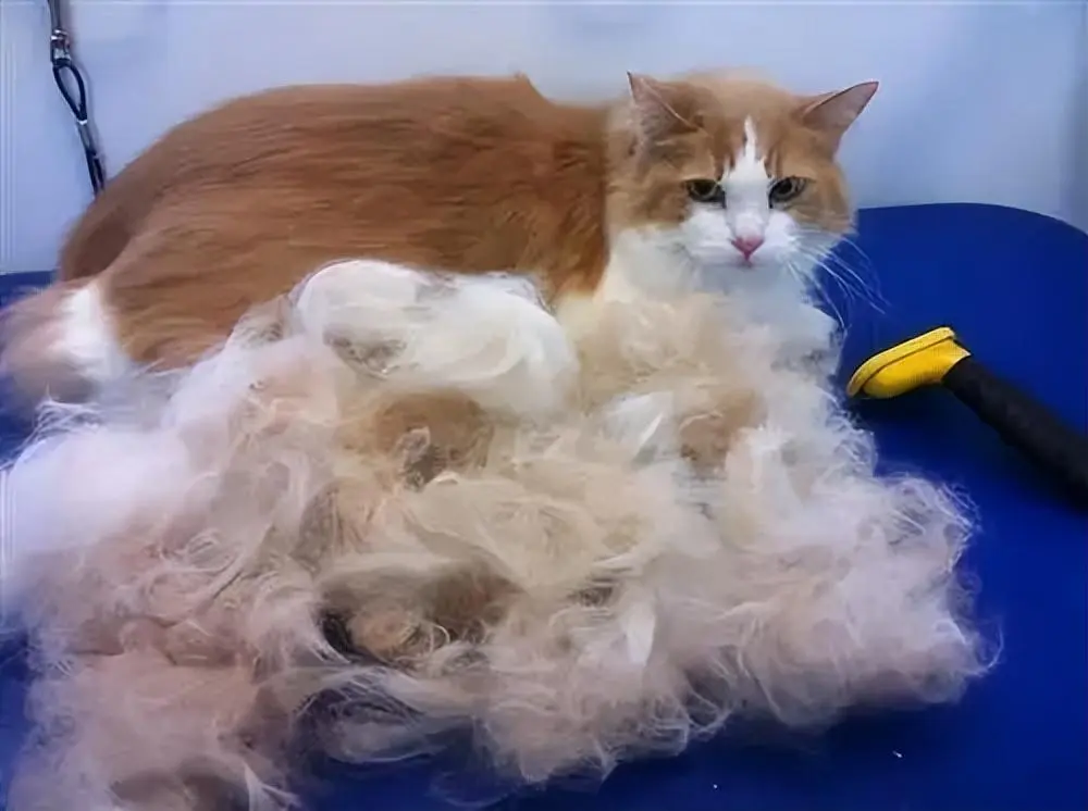 自家猫咪掉毛真是太离谱了，该不会是生病了吧？了解原因方能及时补救