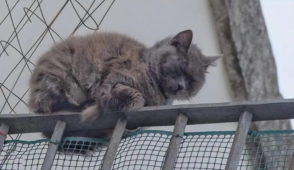 猫咪睡觉的位置，暴露了你在猫咪心中的地位，你想知道吗？