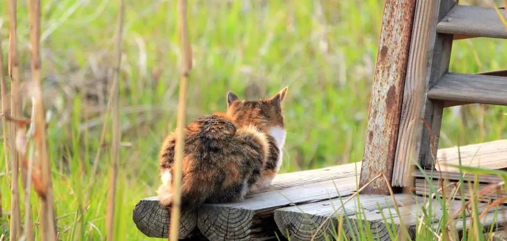 杭州西溪湿地的流浪猫现在生存状况很是堪忧，饿得摇摇晃晃
