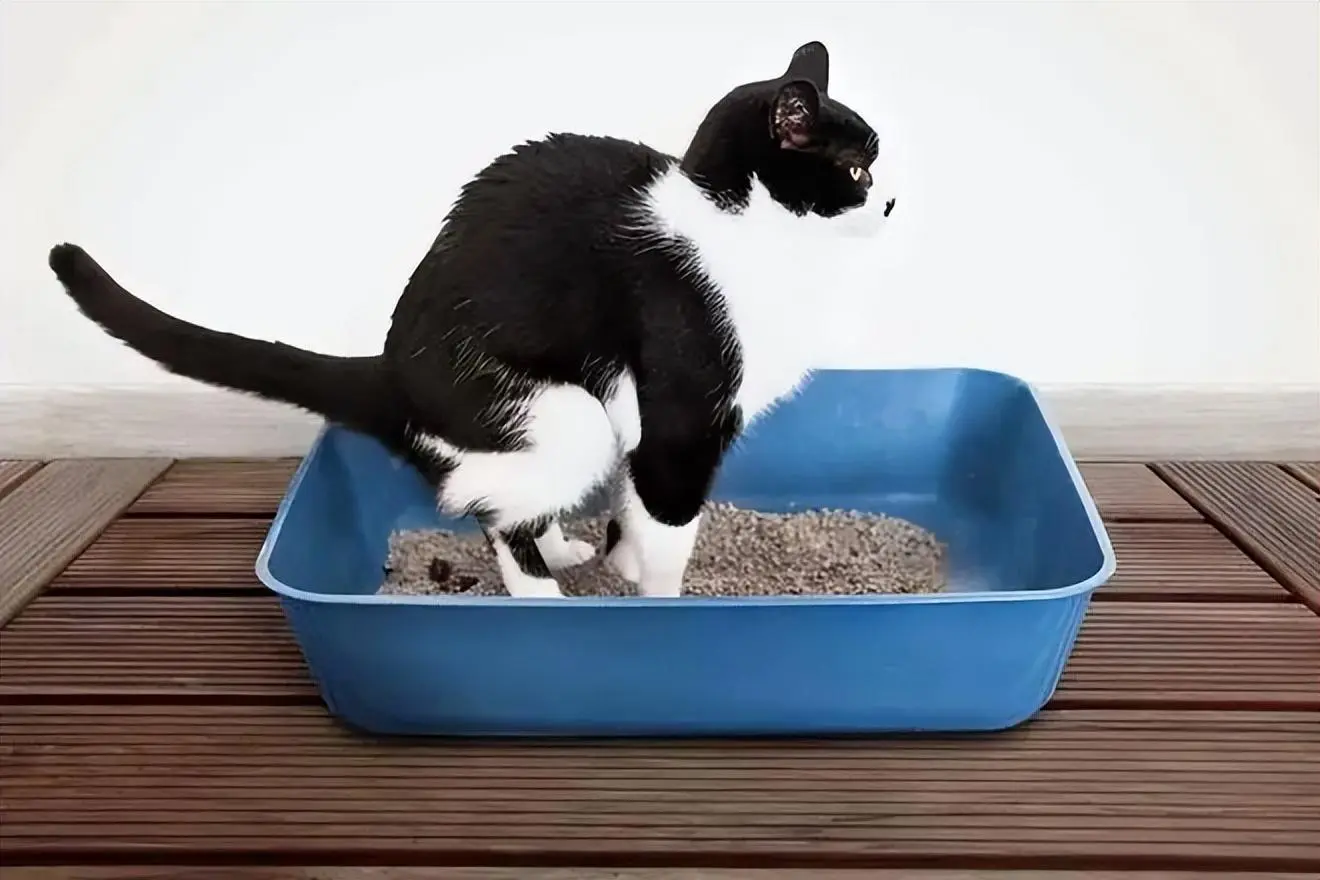 猫咪便秘了排泄困难怎么办？只要弄清楚原因就很好解决了！