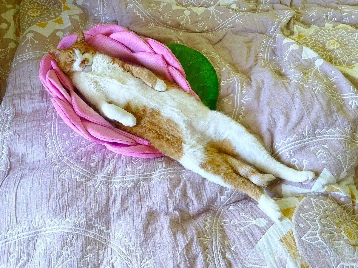 霸气猫咪把莲花座睡塌方，这睡姿看起来太豪迈了啊！
