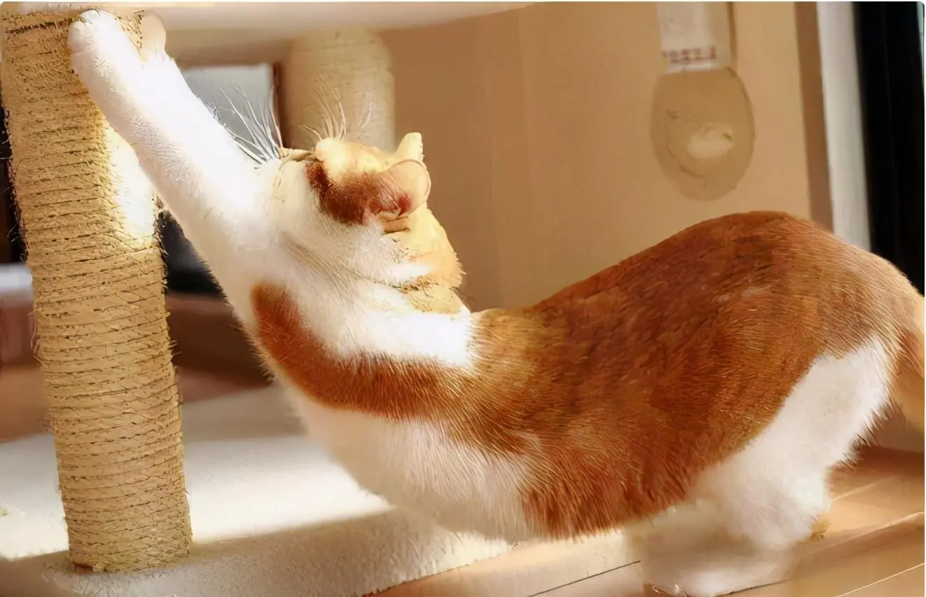 猫咪为什么喜欢伸懒腰呢？“伸懒腰”的三大含义，铲屎官全都了解吗?