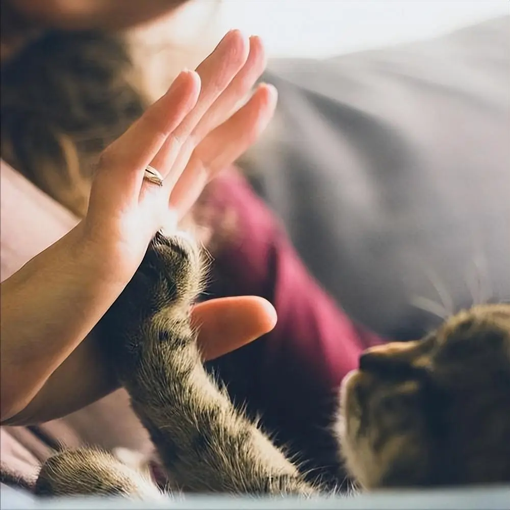 养猫对人的生活会有很多影响，会让你判若两人！