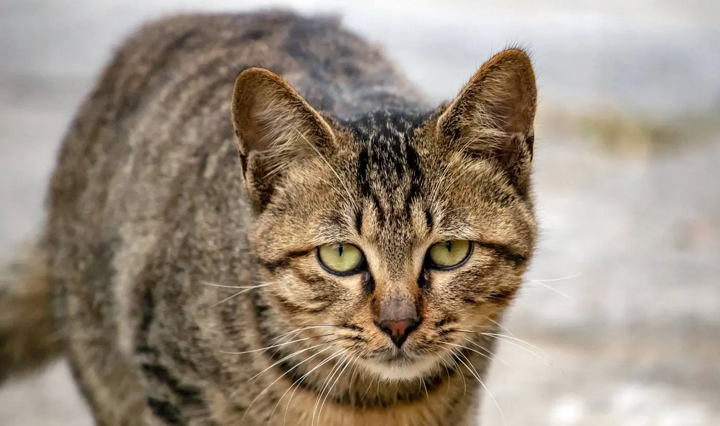 杭州西溪湿地的流浪猫现在生存状况很是堪忧，饿得摇摇晃晃