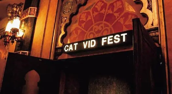 猫影片艺术节：我们为何对猫咪如此痴迷？