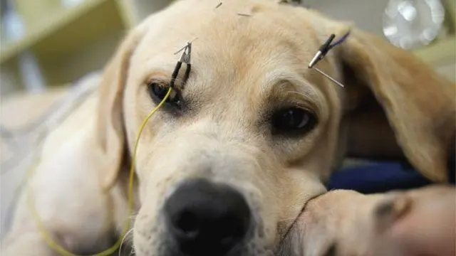 宠物针灸大受欢迎：实际上，几十年前给宠物做针灸就已经出现了！