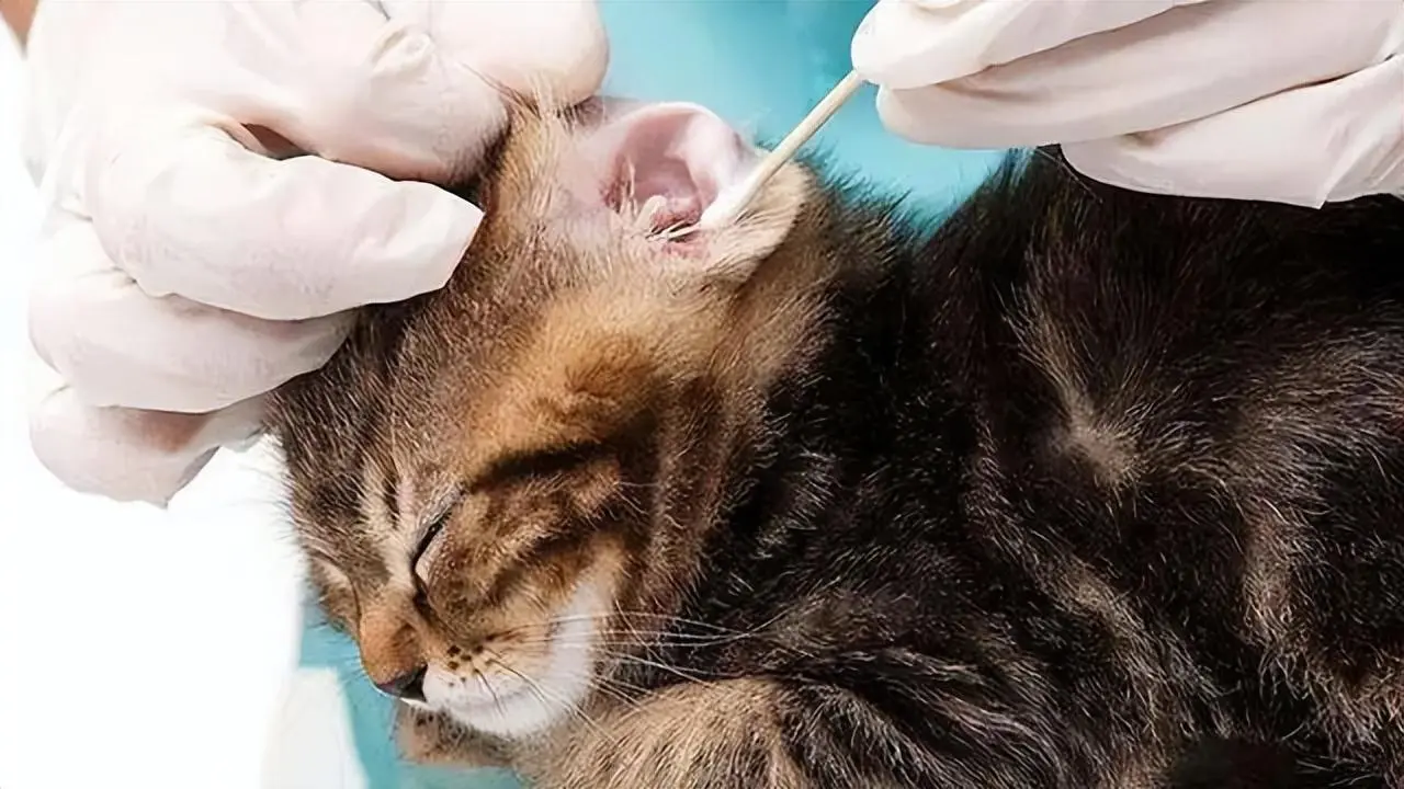 你的猫感染过耳螨吗？该如何给猫咪治疗？