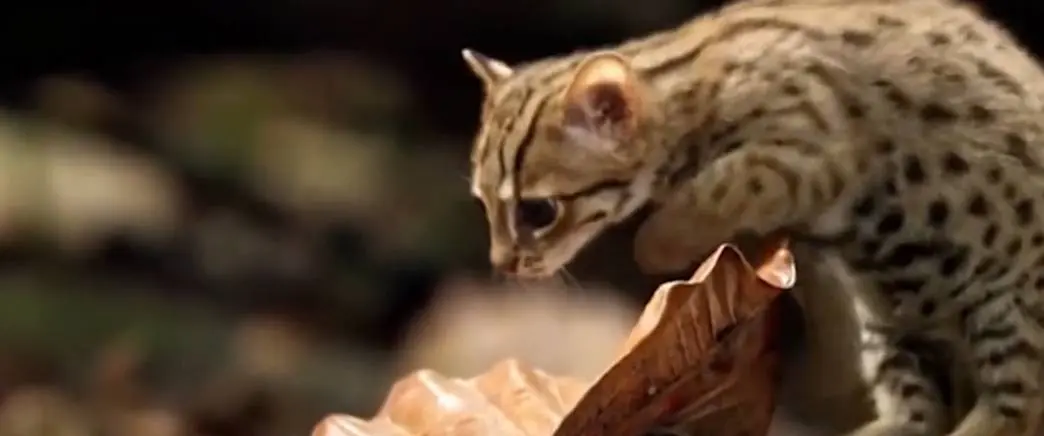 广东老太从山上捡回一只受伤的小野猫，养大一看，竟是丛林杀手石虎