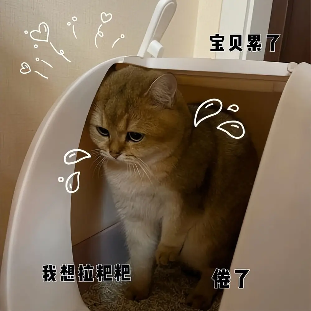 猫咪“不喜欢”的几个行为，可能会让猫咪产生抵触情绪！