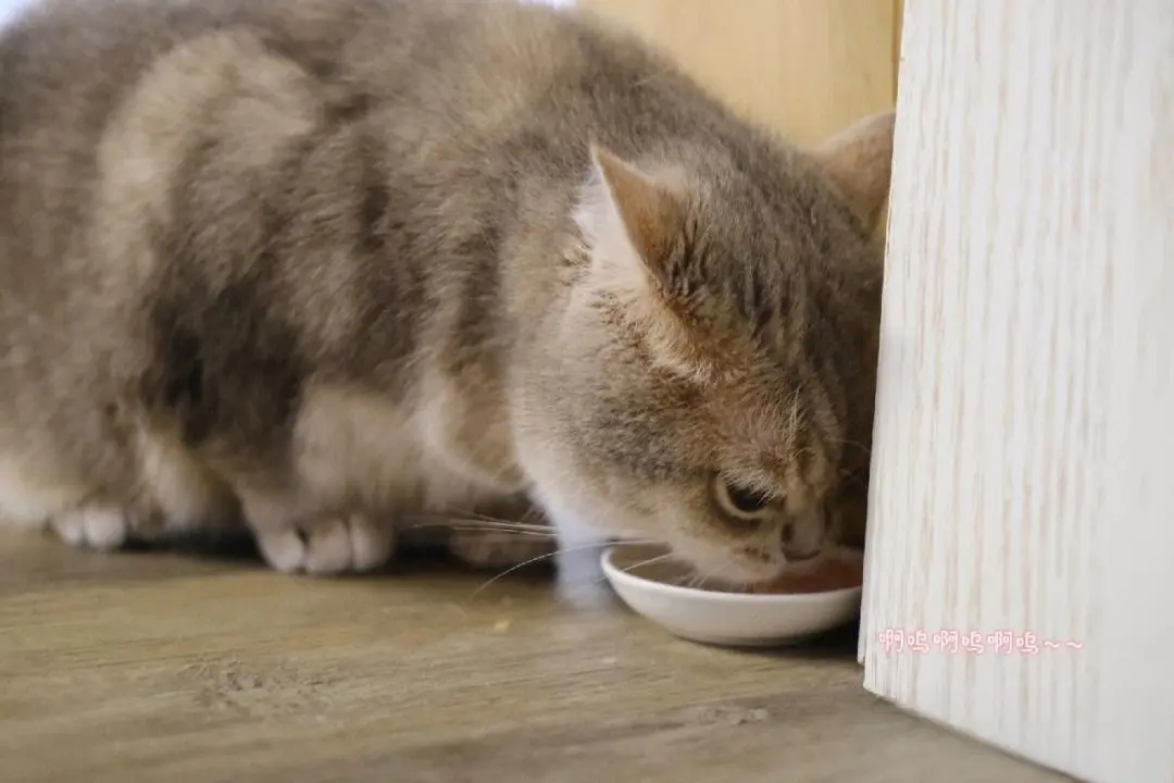 夏季猫咪“饮食守则”，饮食当清淡，健康才会长久！