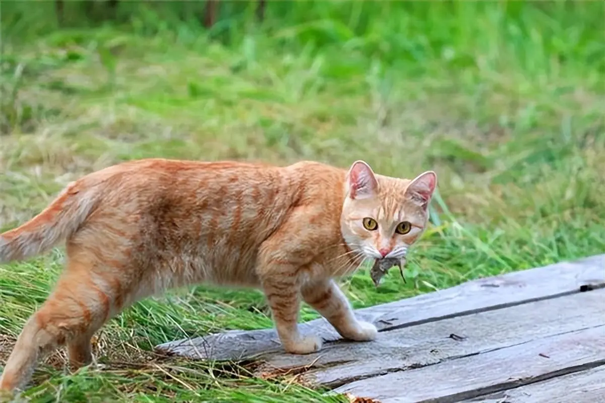 最好养的还是田园猫，没有之一！看下面这些理由