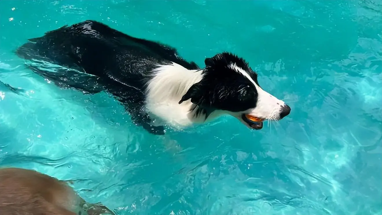 狗天生就会游泳？直接把狗扔水里没事？