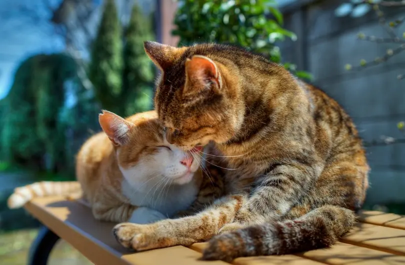 一组温暖可爱的图片：流浪猫也可以治愈人心