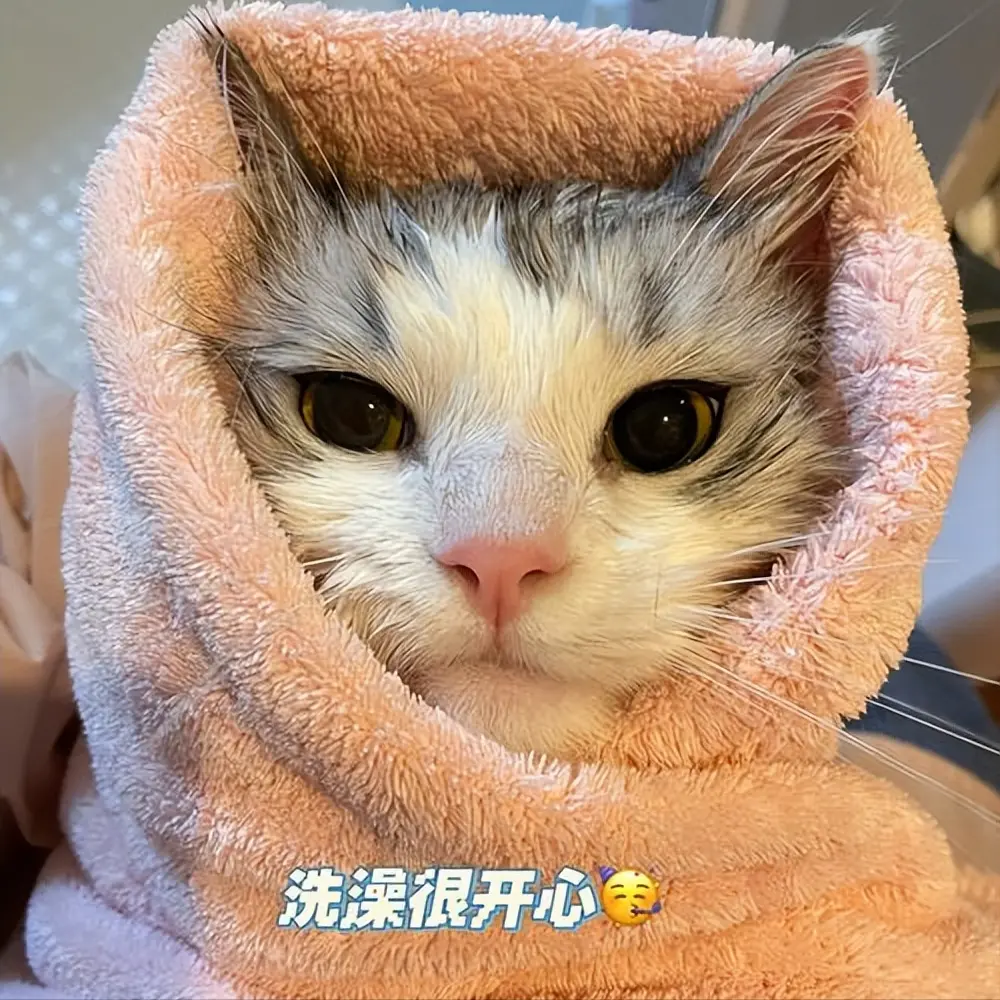 猫咪“不喜欢”的几个行为，可能会让猫咪产生抵触情绪！