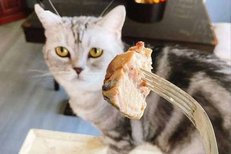 夏天猫咪可以吃的“食谱”，营养美味还不上火！