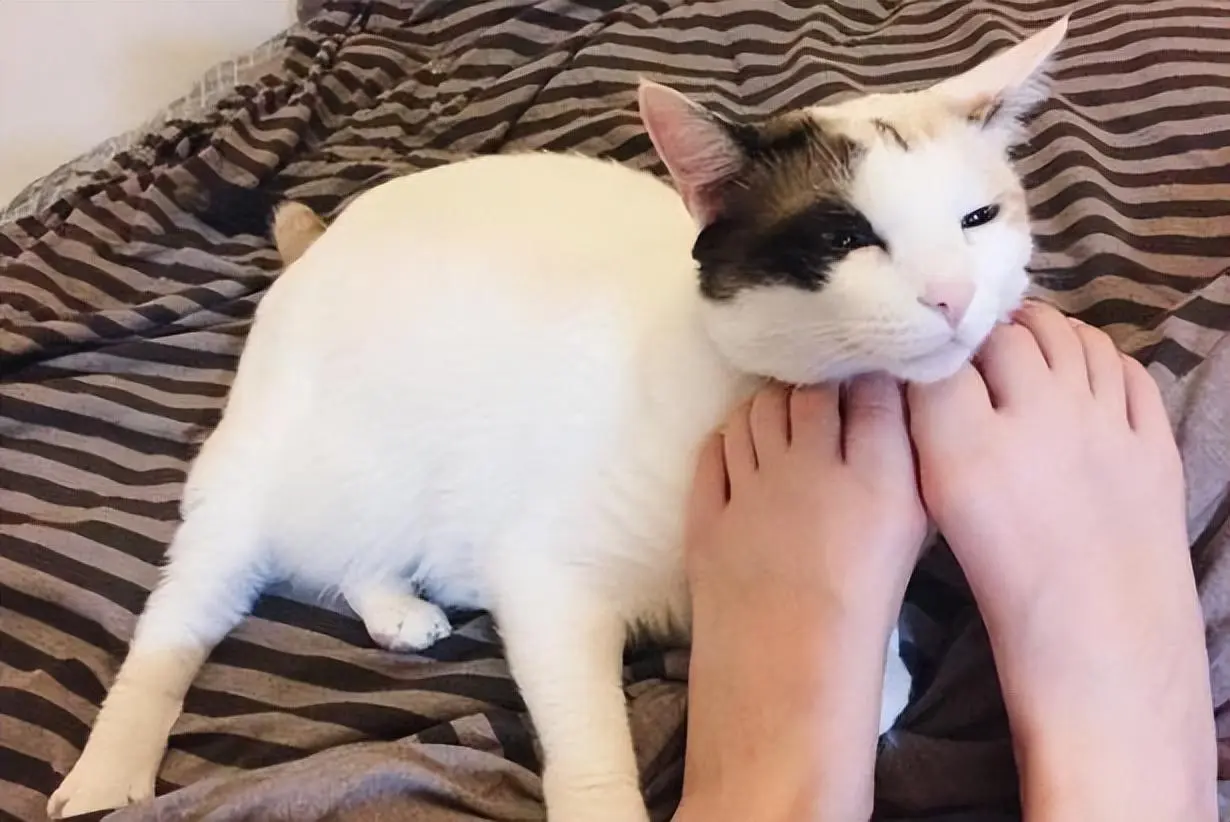 猫咪经常咬你脚，不是变态，而是有这些原因