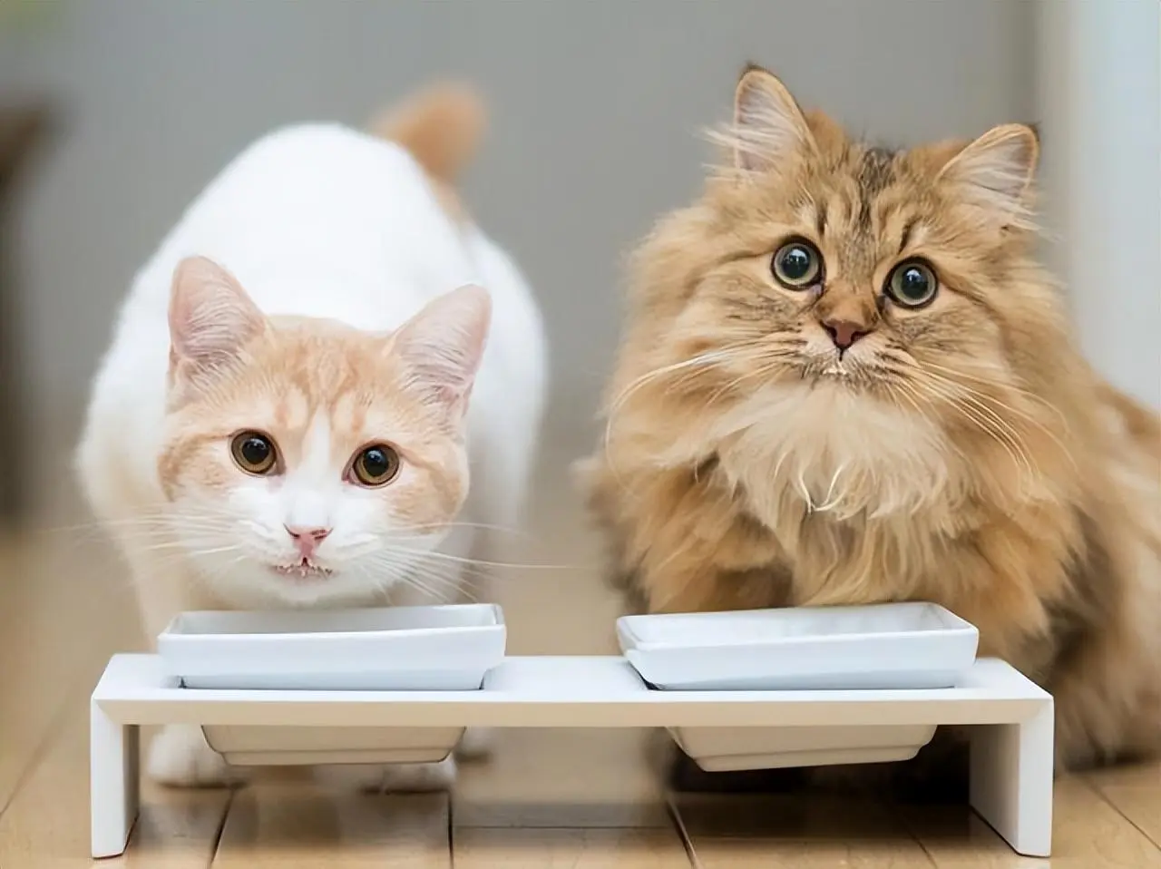 猫咪太瘦，易被多种疾病“缠身”，确认猫咪是否需要增肥！