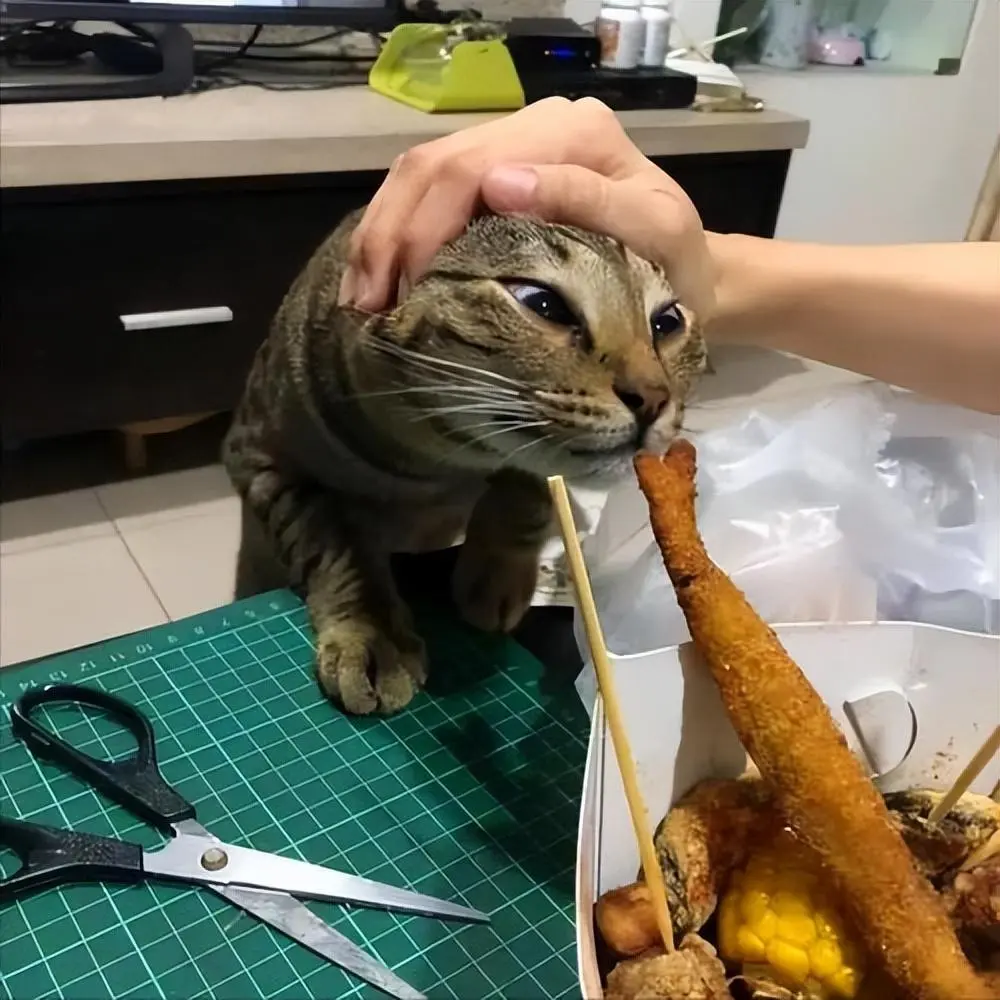 夏天猫咪可以吃的“食谱”，营养美味还不上火！