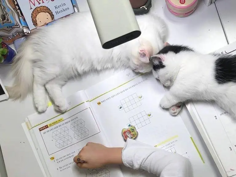 两只奶猫陪小主人写作业，还没五分钟呢就双双倒下了