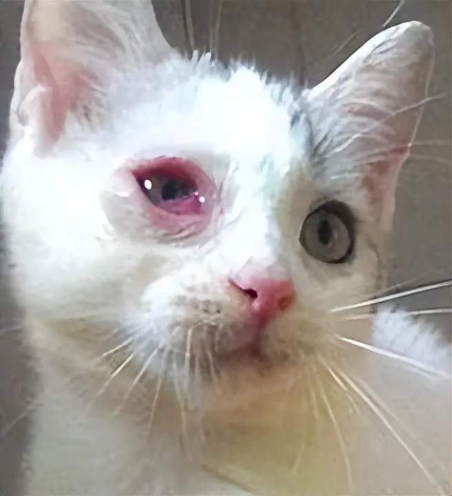 猫咪感冒的类型及其症状，4招教你预防