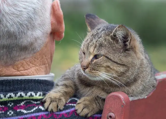 猫咪挑食太瘦怎么处理，如何帮它增肥呢？