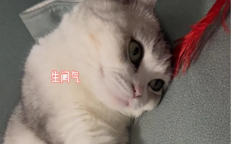 猫咪“不喜欢”的几个行为，可能会让猫咪产生抵触情绪！