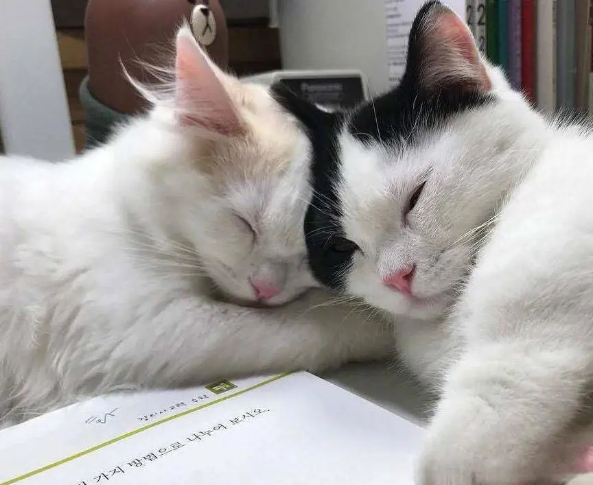 两只奶猫陪小主人写作业，还没五分钟呢就双双倒下了