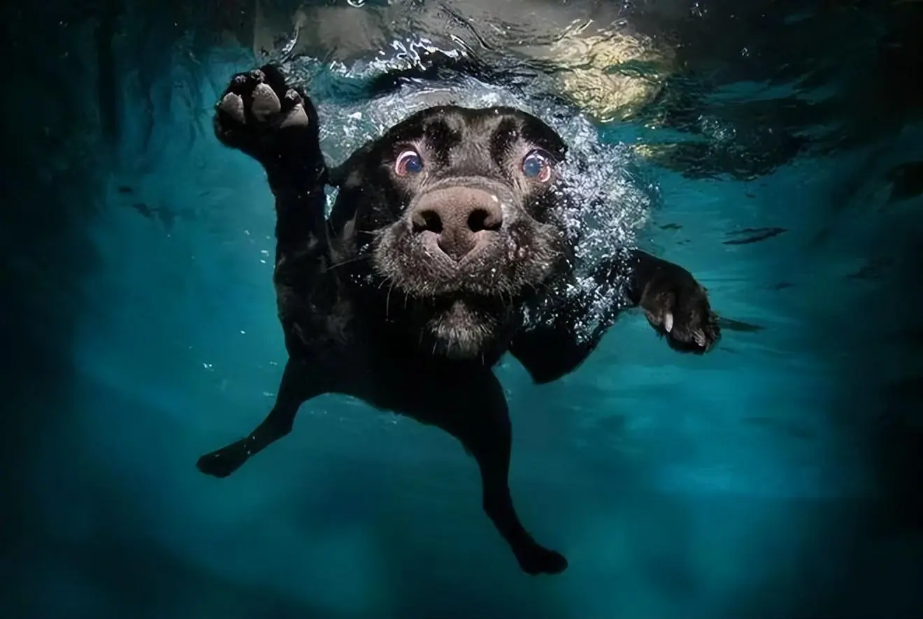 狗天生就会游泳？直接把狗扔水里没事？