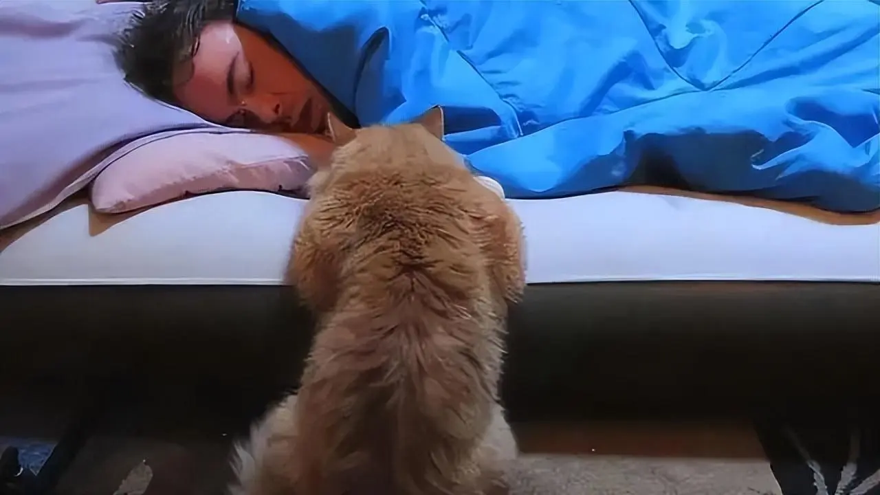 每次睡着后，都能感觉到猫咪在闻自己，太令人纳闷了！