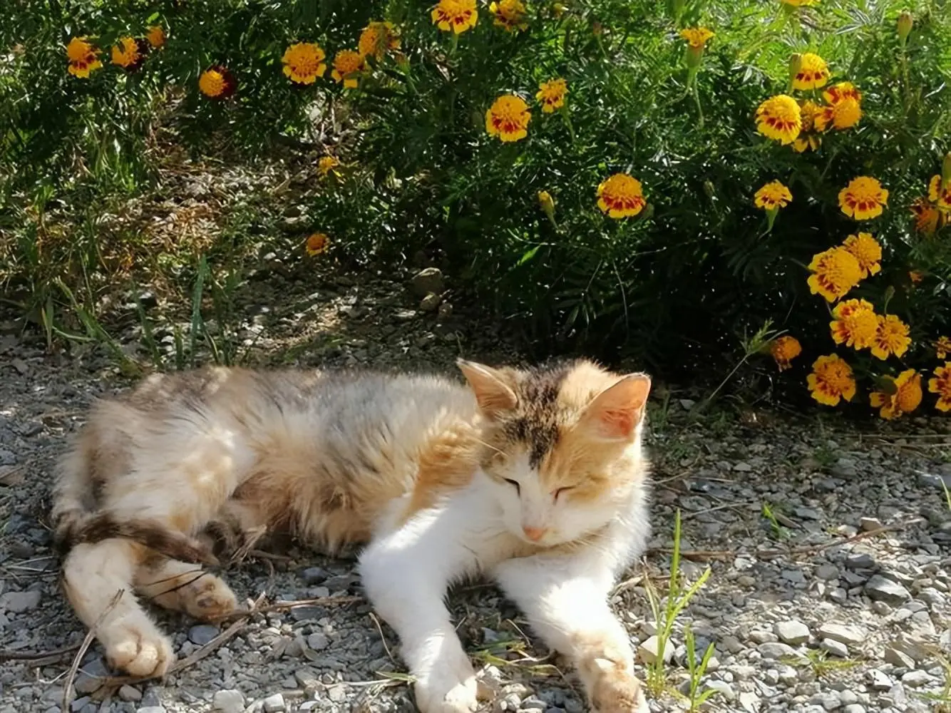 夏日过于炎热，猫咪最想让主人做的7件事！