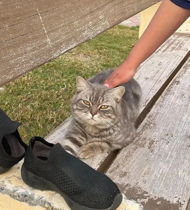 网友在公园长椅上捡到一只漂亮的大猫，这就是冥冥之中的缘分！