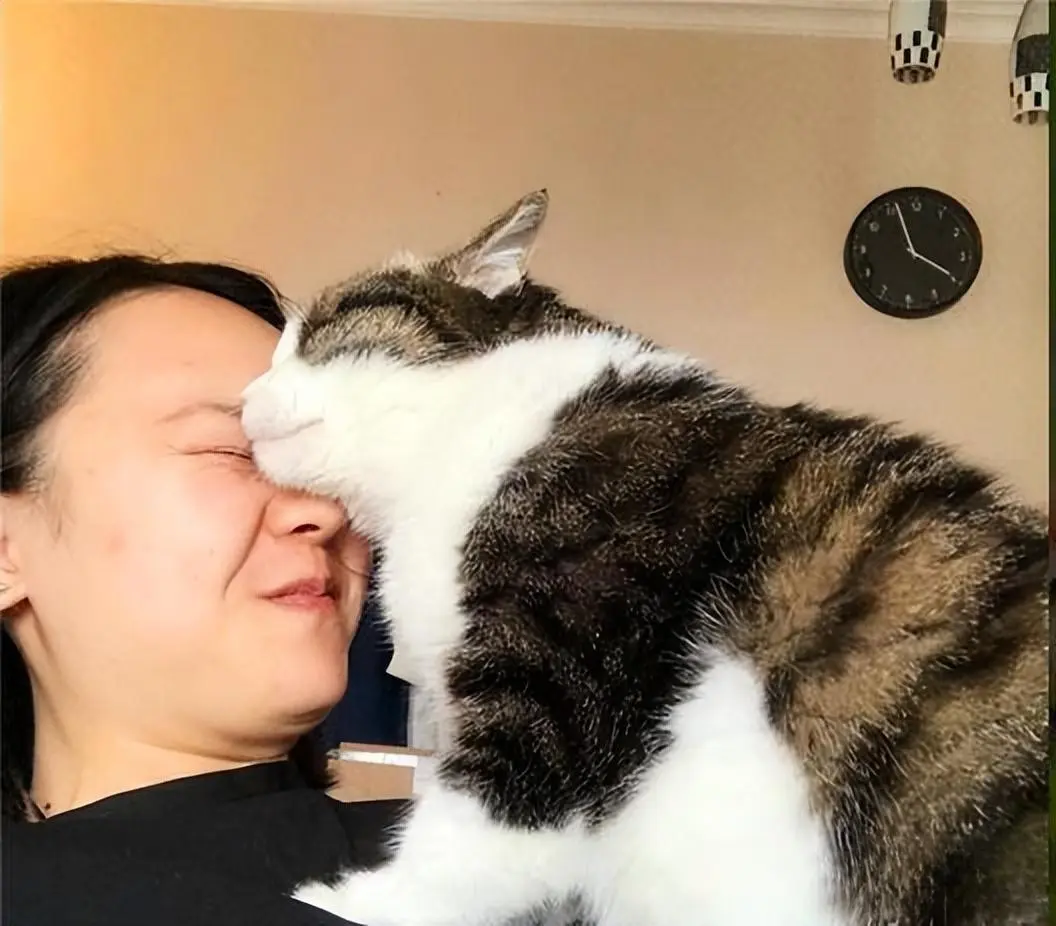 猫咪喜欢“嗅闻”你，其实有这7种意思！