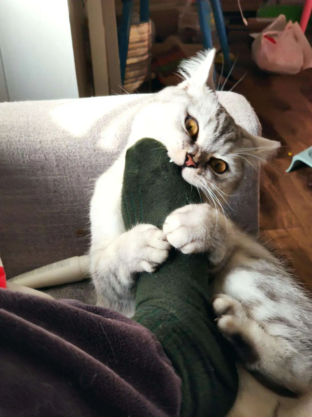 猫咪经常咬你脚，不是变态，而是有这些原因