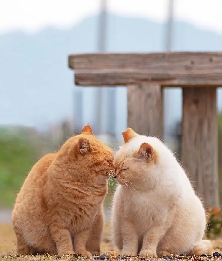 加菲猫鼻吻你，其实是在给你信号！你家猫咪会经常鼻吻你吗？