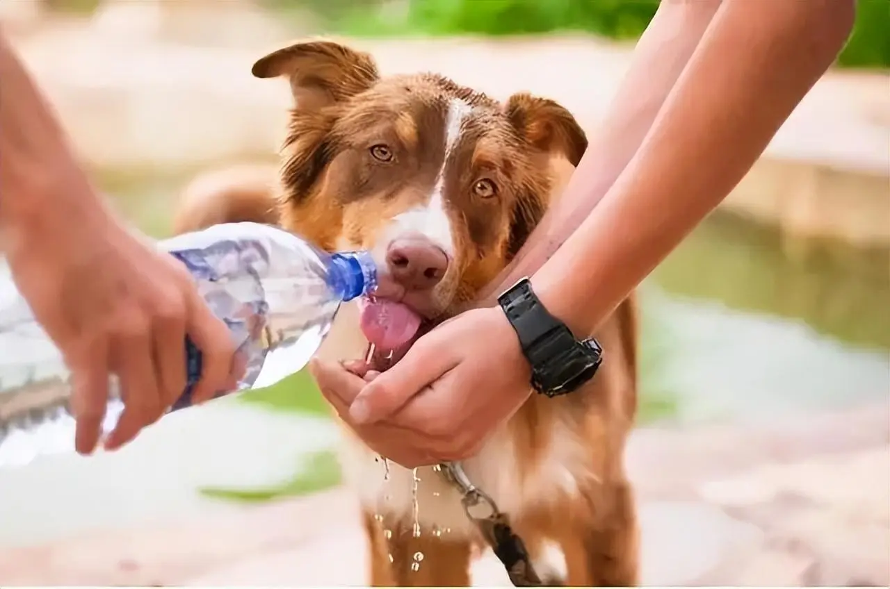 夏季狗狗易感染的疾病：这5种疾病铲屎官要引起重视