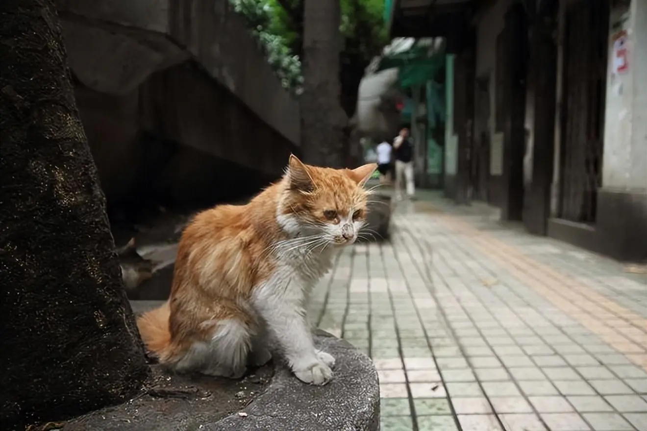 “为什么城市里的流浪猫比狗多”，你想过这个问题吗？