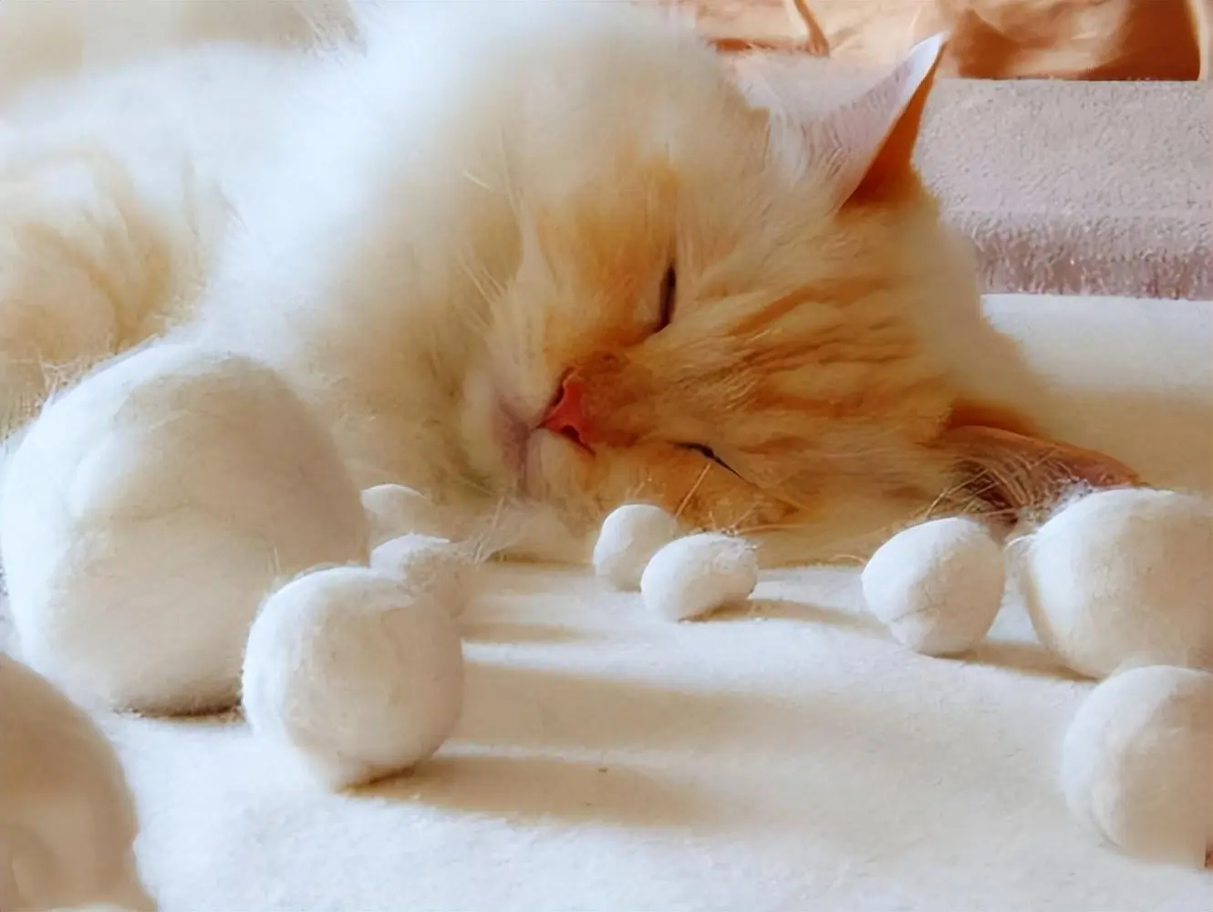 猫咪患上“毛球症”如何处理？是什么原因导致的呢？