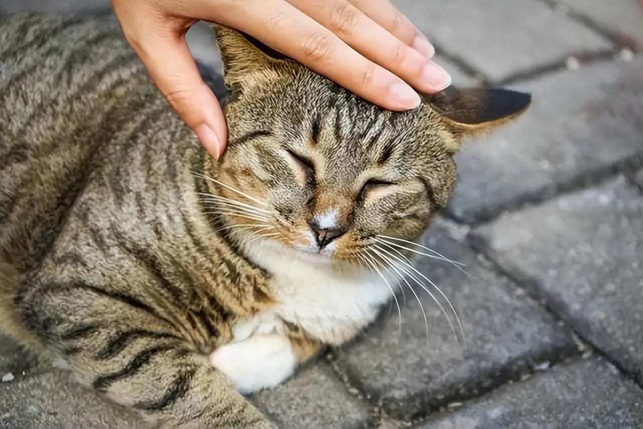 为什么猫咪都不让人摸爪子呢？原来它是这么想的！