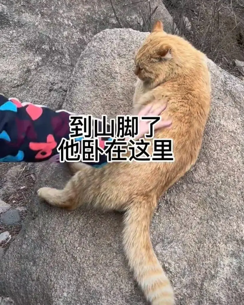 网友爬山偶遇一只橘猫太有灵性了：“这只小猫不会是山神吧？”