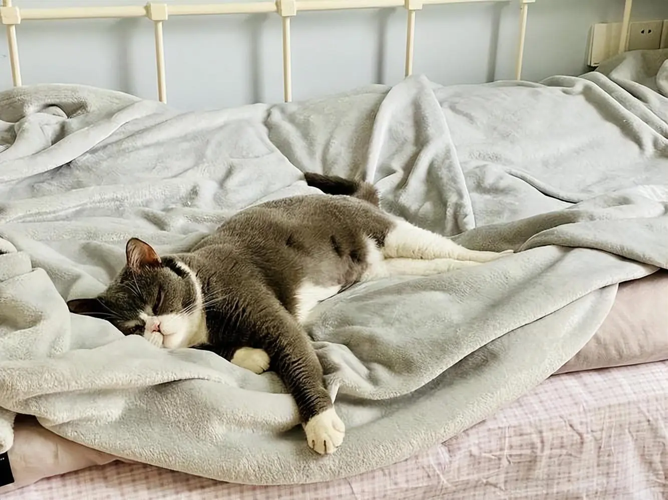 猫咪喜欢“上床睡”，不是因为猫咪喜欢、信任你！