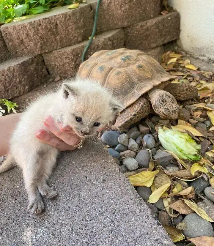 夫妇在院子里发现三只小奶猫，救助之后还被照顾得很好