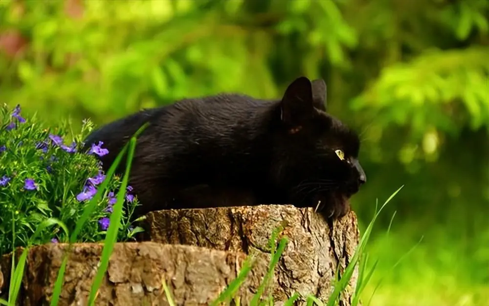 “黑猫”不是倒霉猫，这里我想给黑猫正名