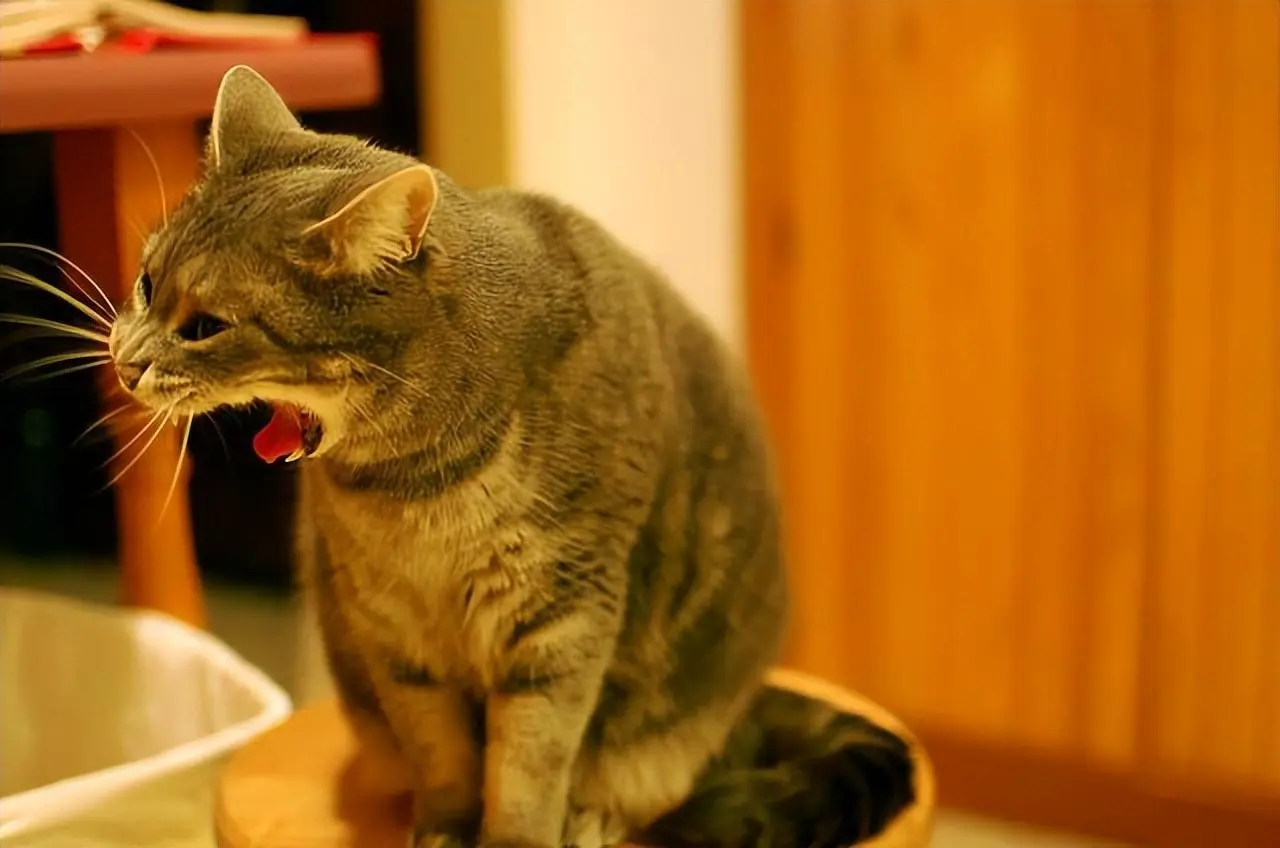 猫咪为什么总是呕吐呢？下面就是猫咪呕吐的几个原因