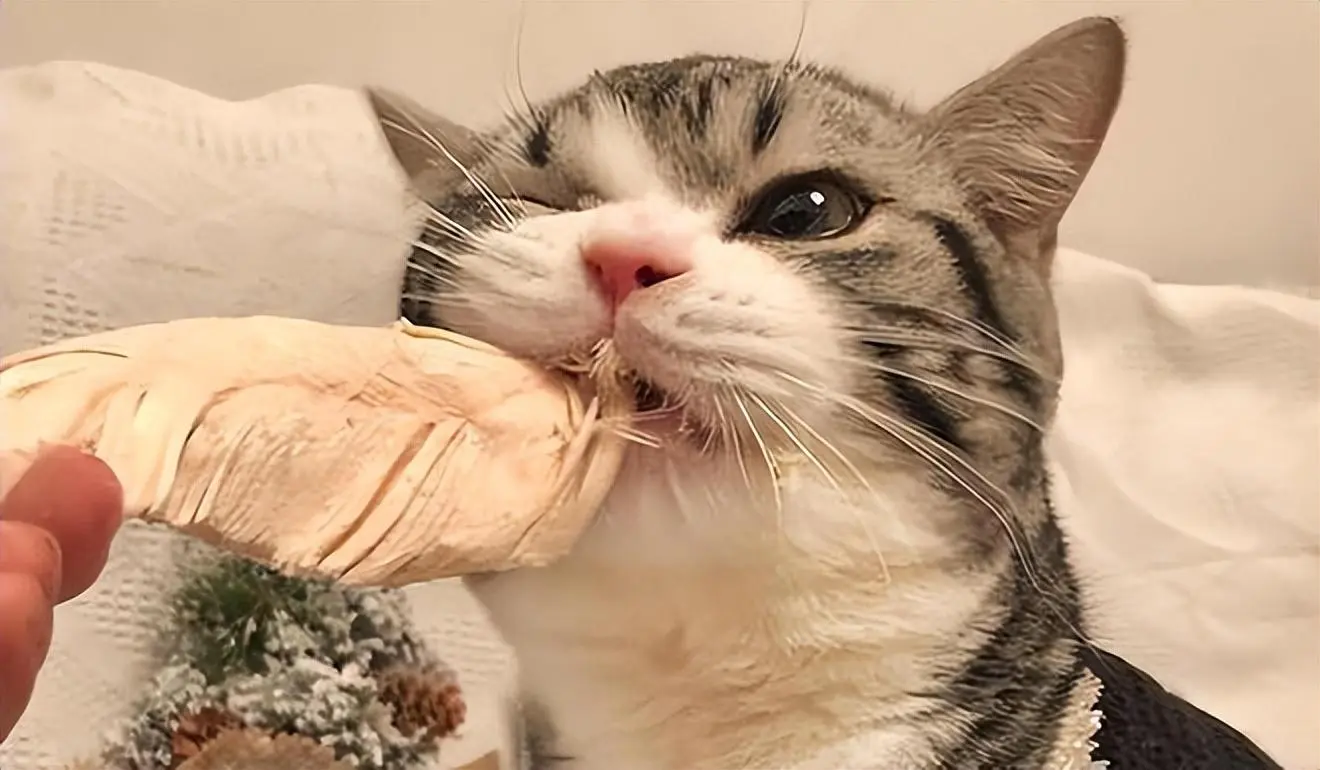 肉类vs.猫粮，猫咪为什么偏偏要吃猫粮呢？