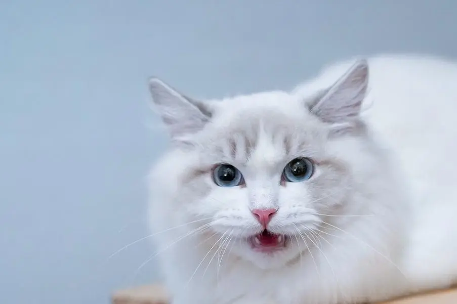 布偶猫也被称为“仙女猫”，有让人着迷的几大优点