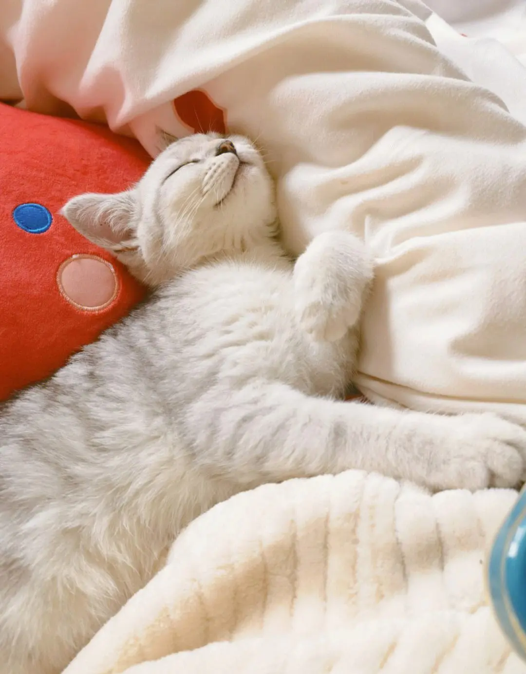 猫咪喜欢“上床睡”，不是因为猫咪喜欢、信任你！