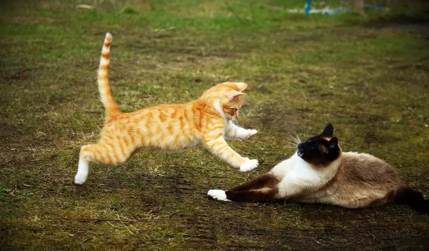 两只猫咪“交配”不能打断？可能会导致死亡！看完原因你就懂了！