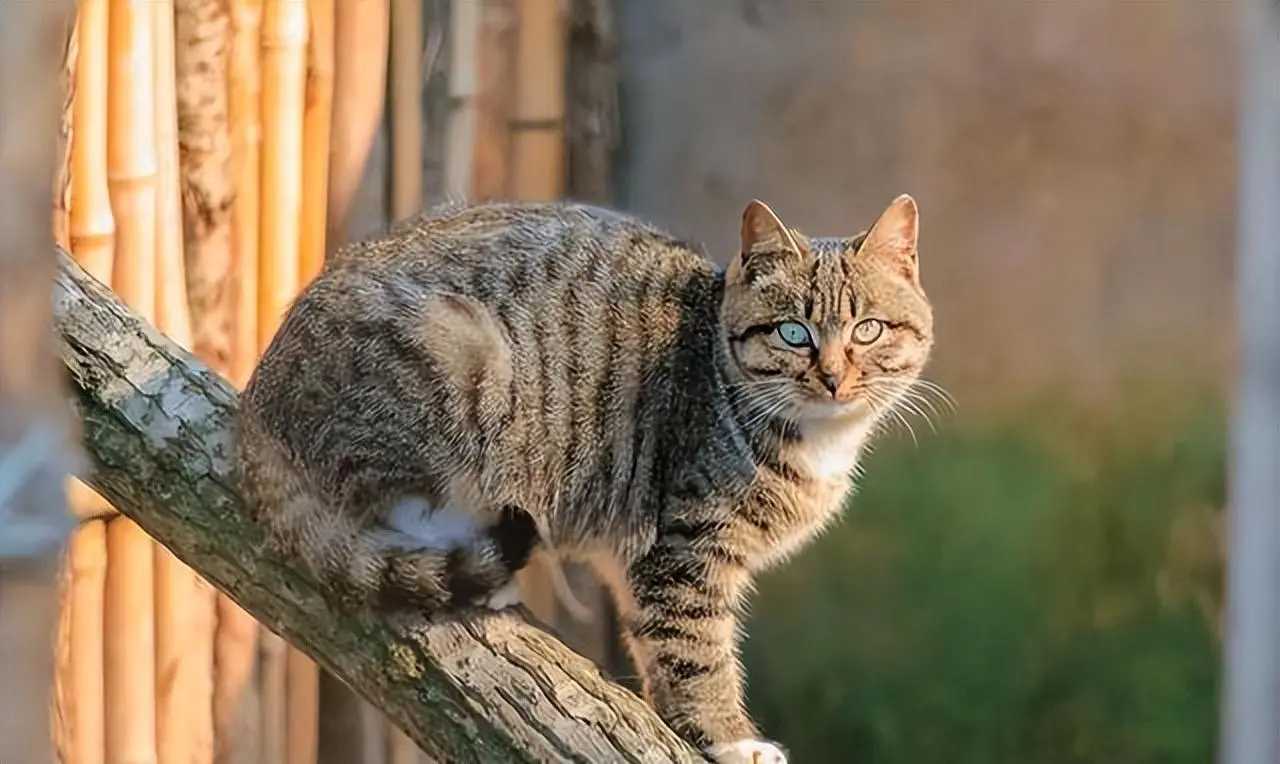 饲养“田园猫”和“品种猫”有什么区别呢？这几点，很真实