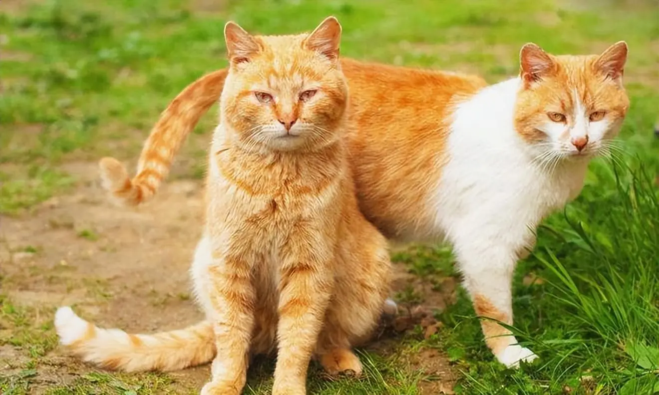 为什么公猫会跟自己的妈妈“近亲繁殖”？原因你猜对了吗？
